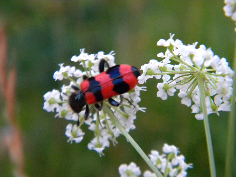Trychodes apiarius